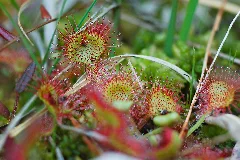 20130615 Mk Drosera Rotundifolia 02