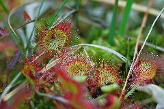 20130615 Mk Drosera Rotundifolia 03