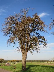 20131019Pyrus Communis1