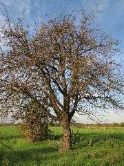 20131019Pyrus Communis2