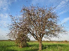 20131019Pyrus Communis3