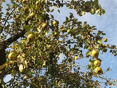 20131019Pyrus Communis4