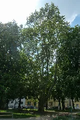 2014 05 02 Platane Schillerplatz Graz (1)