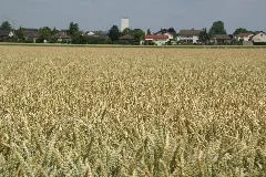 2014.06.22.112304 Wheat Field Osthofen