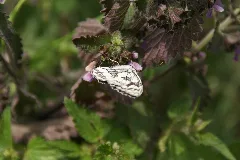 2014.06.22.120348 Melanargia Galathea Osthofen