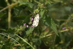 2014.06.22.120353 Melanargia Galathea Osthofen