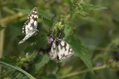 2014.06.22.120534 Melanargia Galathea Osthofen