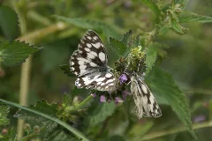 2014.06.22.120536 Melanargia Galathea Osthofen