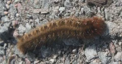 2014 07 31 Raupe