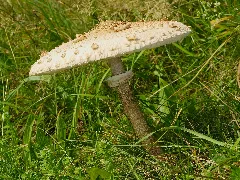 2014.10.03. 01 Edertal Kleinern Gemeiner Riesenschirmling