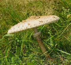 2014.10.03. 02 Edertal Kleinern Gemeiner Riesenschirmling