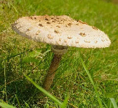 2014.10.03. 03 Edertal Kleinern Gemeiner Riesenschirmling
