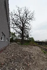 20140405164003 Linz Prielmayr Eiche 4932