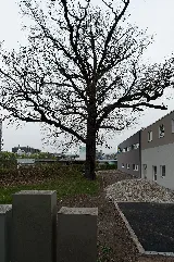 20140405164125 Linz Prielmayr Eiche 4934