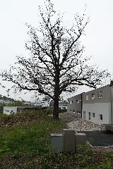 20140405164146 Linz Prielmayr Eiche 4935