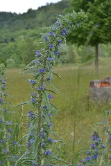 20140615 Ochsenau Natternkopf