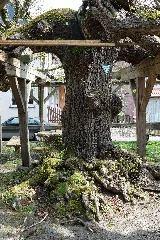 2015 04 Doppellinde Knüllwald Berndshausen 02