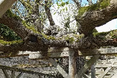2015 04 Doppellinde Knüllwald Berndshausen 03