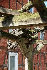 2015 04 Nd 3 Stufen Linde Hilgershausen(Hessen) 03