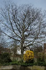 2015 04 Nd Blutbuche Essen Haarzopf 02