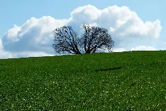 2015 04 Sipperhäuser Linde Hessen 01