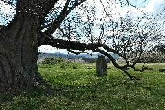2015 04 Sipperhäuser Linde Hessen 03