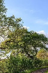 2015 05 05 Büdingen Naturdenkmal 4 Eichen 0837