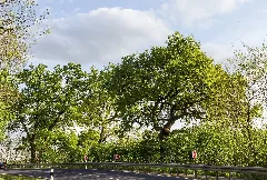 2015 05 05 Büdingen Naturdenkmal 4 Eichen 0845