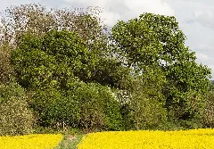 2015 05 05 Büdingen Naturdenkmal 4 Eichen 0854