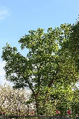 2015 05 05 Büdingen Naturdenkmal 440.221 4 Eichen 0834