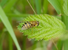 2015.05.24. 06 Buchklingen Gemeine Garten Schwebfliege Weibchen