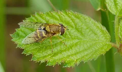 2015.05.24. 07 Buchklingen Gemeine Garten Schwebfliege Weibchen