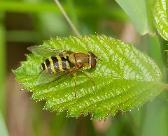 2015.05.24. 08 Buchklingen Gemeine Garten Schwebfliege Weibchen