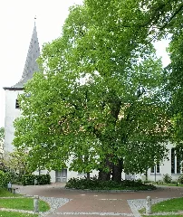 2015 05 Nd Gerichtslinde Scheessel Niedersachsen 01