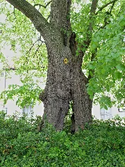 2015 05 Nd Gerichtslinde Scheessel Niedersachsen 02