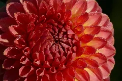2015.09.28.084042 Dahlia Schloß Benrath Düsseldorf