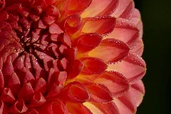 2015.09.28.084057 Dahlia Schloß Benrath Düsseldorf