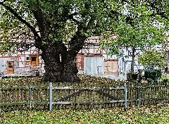 2015 10 24 Dorflinde In Neuenstein Aua (Hessen) 01