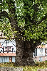 2015 10 24 Dorflinde In Neuenstein Aua (Hessen) 02