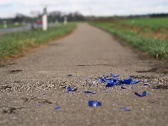 2015 Broken Glass On Cycleway