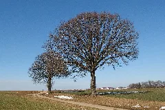 2015 Two Trees Waiting For Spring Season