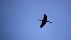 20150321 Mk Kranich Oppenweher Moor 01