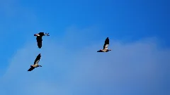20150321 Mk Nilgaense Oppenweher Moor
