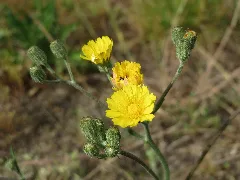 20150609Hypochaeris Radicata2