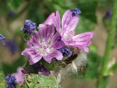 20150609Malva Sylvestris1