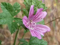 20150609Malva Sylvestris2