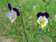 20150609Viola Arvensis Ssp. Megalantha3