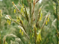 20150617Poa Pratensis2