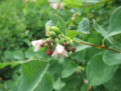 20150617Symphoricarpos Albus1
