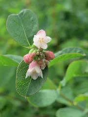 20150617Symphoricarpos Albus2